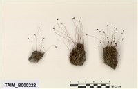 藏品(葫蘆苔)的圖片